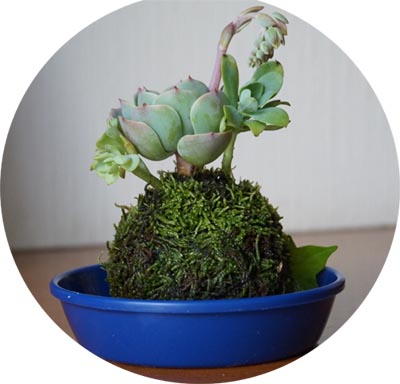 mimasipopikokedama2.jpg