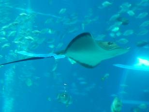 P1150274海洋博物館１１.jpg