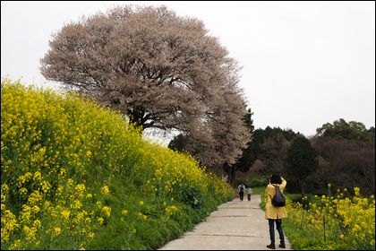 馬場の山桜140331