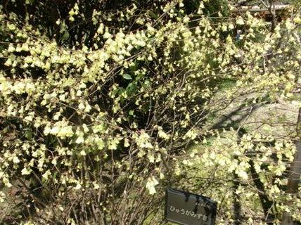 ひゅうがみずき２