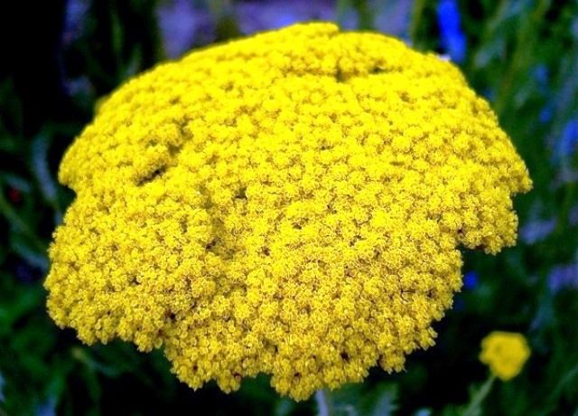 黄花鋸草の花 花と蕎麦とリハビリと 楽天ブログ