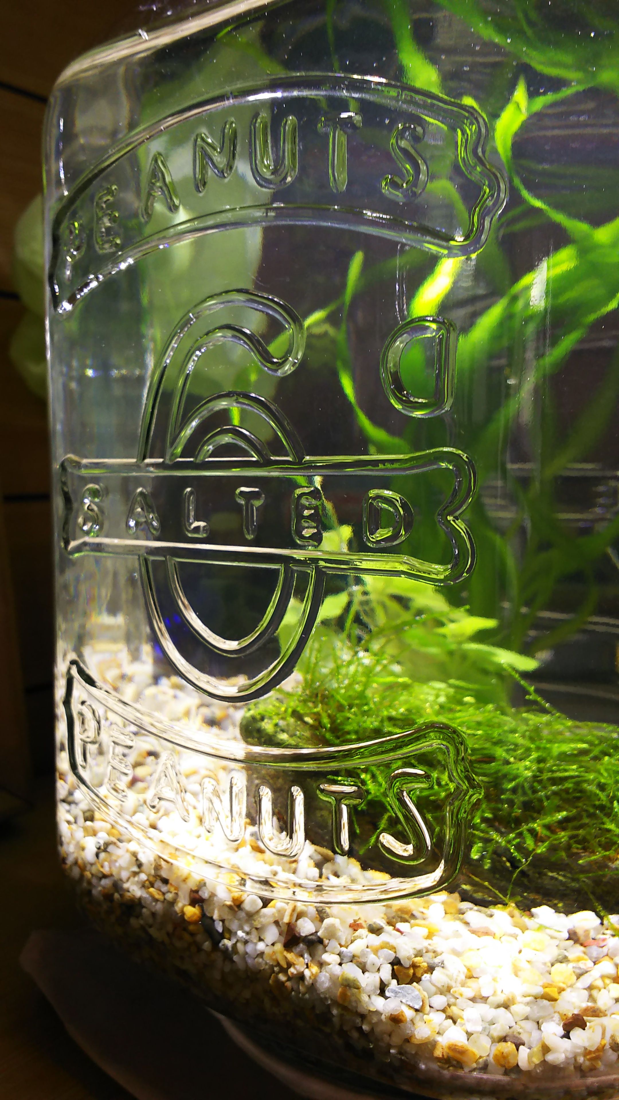 いきもの 一日３ミリ 楽天ブログ