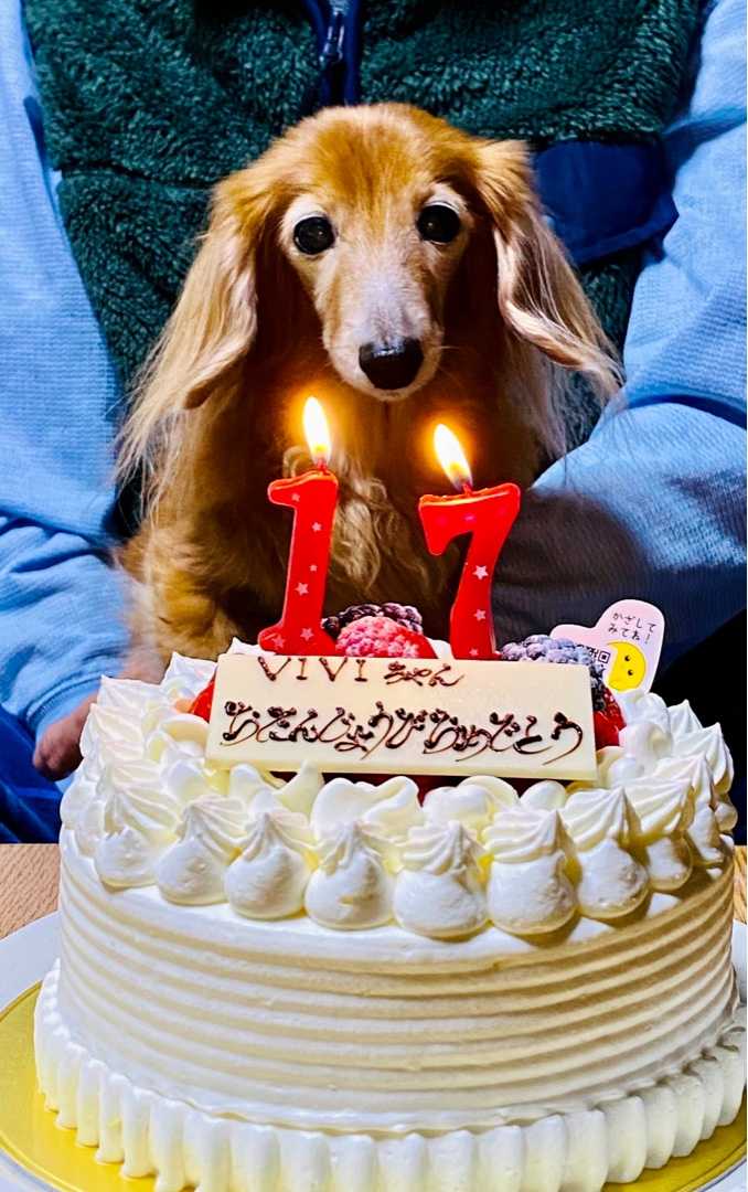 Vivi 17歳の誕生日 我家のプリンス プリンセス 楽天ブログ