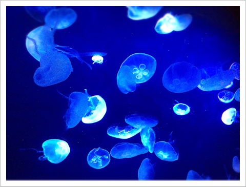 サンシャイン水族館・クラゲ