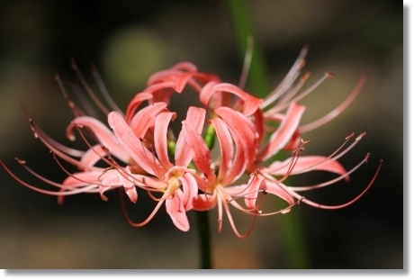 狐山古墳-16 ヒガンバナ-16 13.9.24