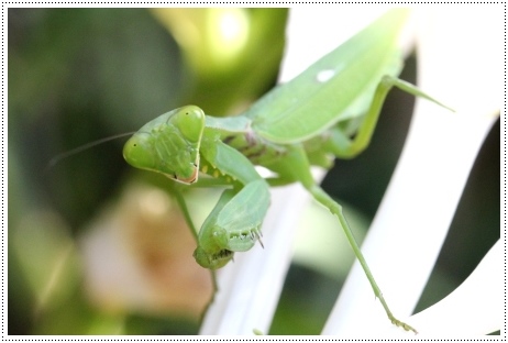 実家の庭で-2 ハラビロカマキリ-2 13.9.10