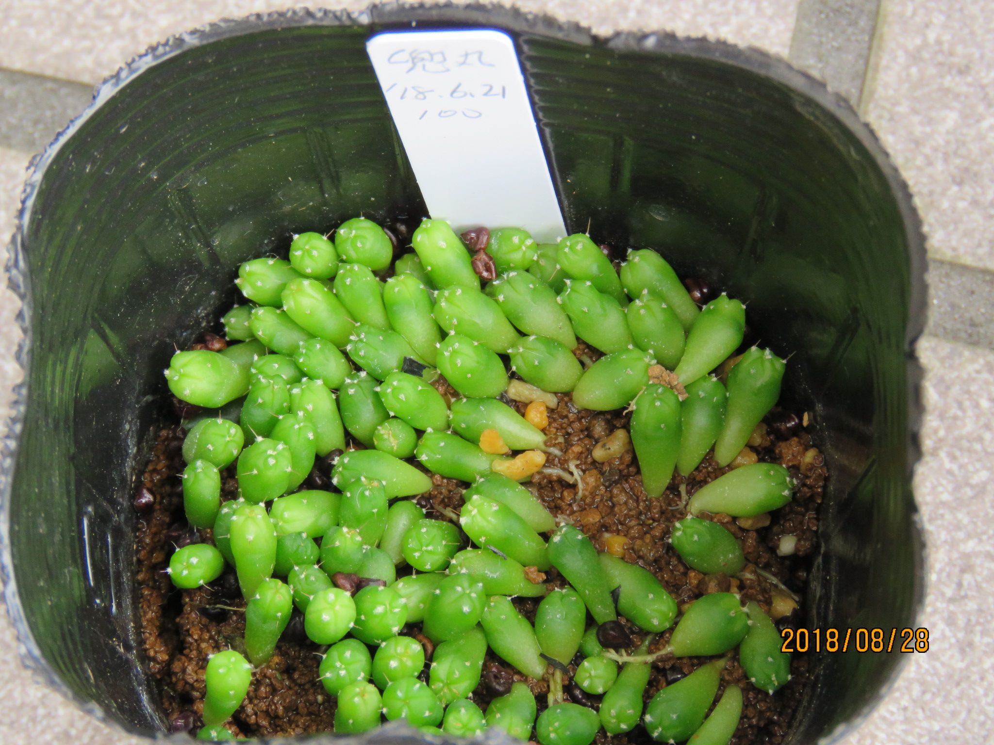 アストロフィツム属 実生苗達の植替え | びびるタニサボ達