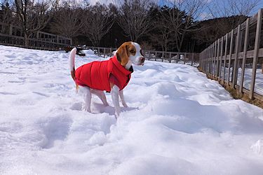 20160209雪のドッグラン