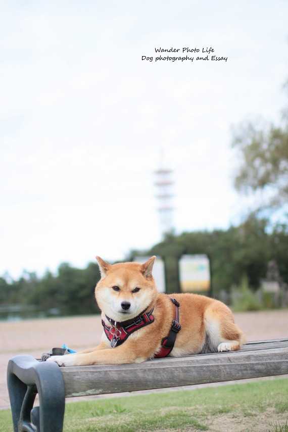 もう春は過ぎ去りいつのまにか Dog Photography And Essay 楽天ブログ