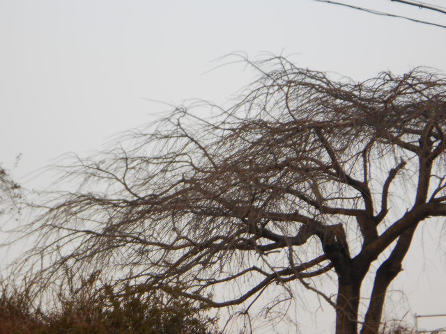 DSCN0785.JPG