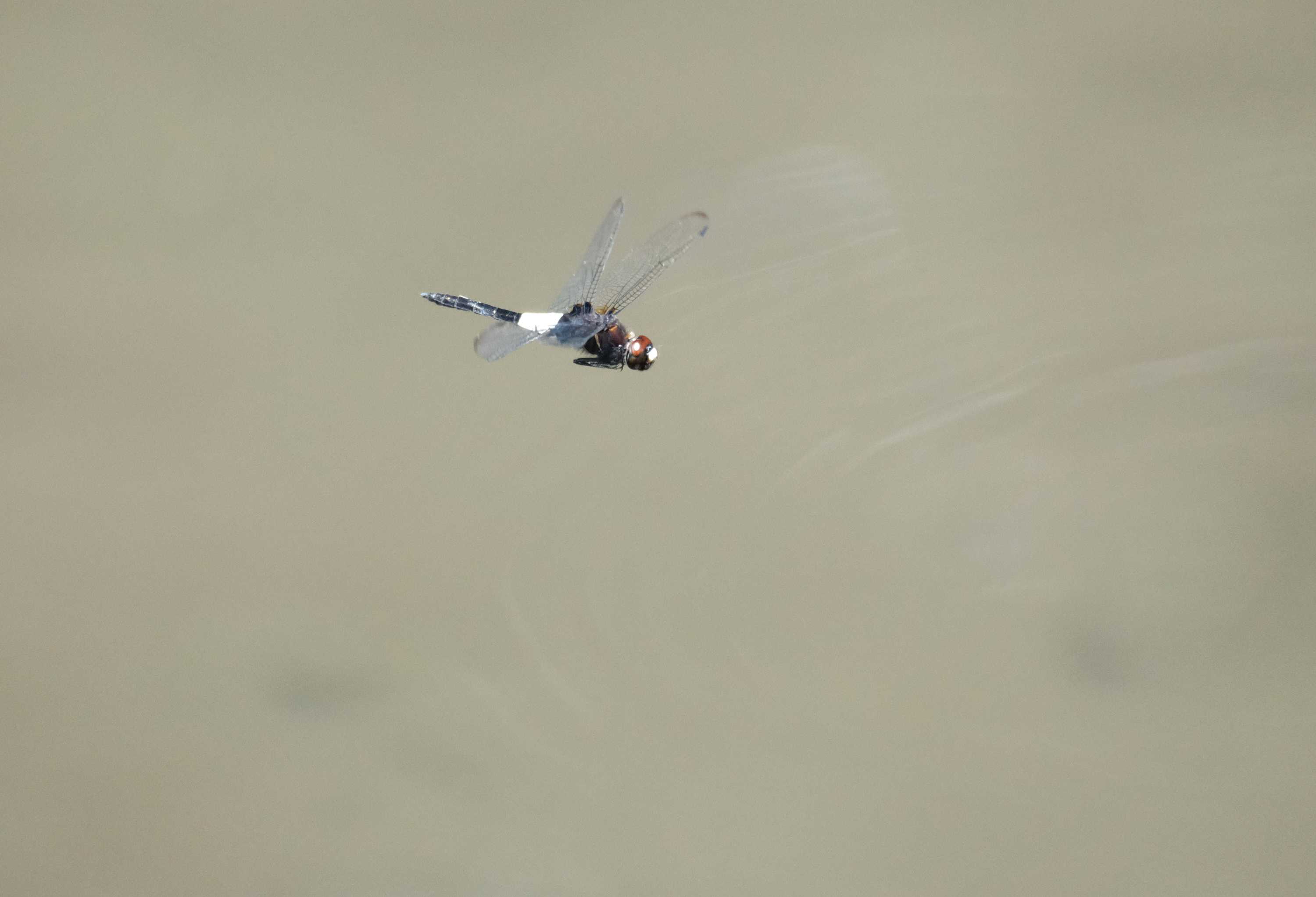 コシアキトンボの飛翔 猩々トンボ他 南風のメッセージ 楽天ブログ