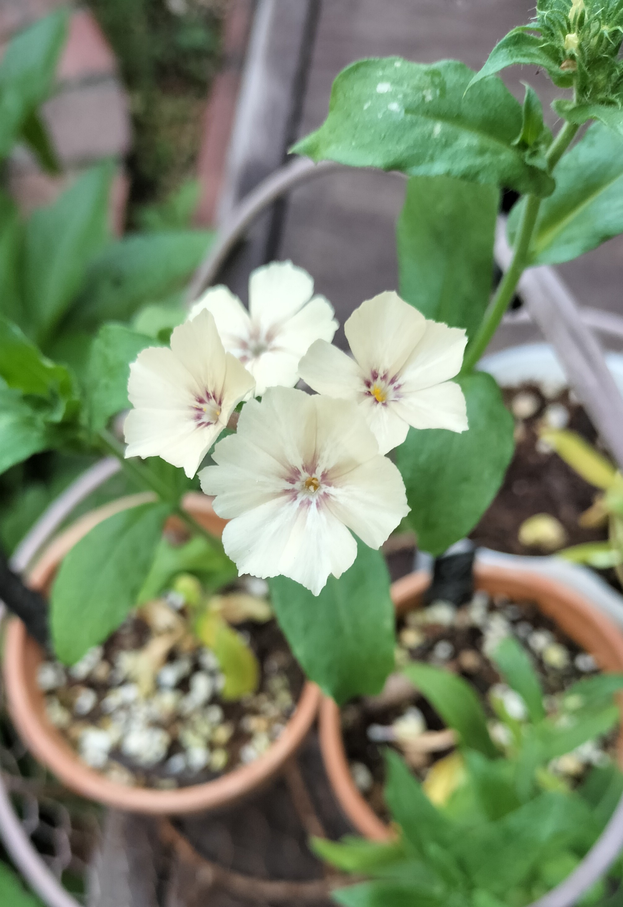 植物少女（額付き） 植物少女（額付き） All Item | エブリデイ Z/X Life!