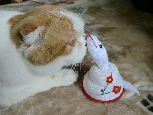 仲良しにゃ♪