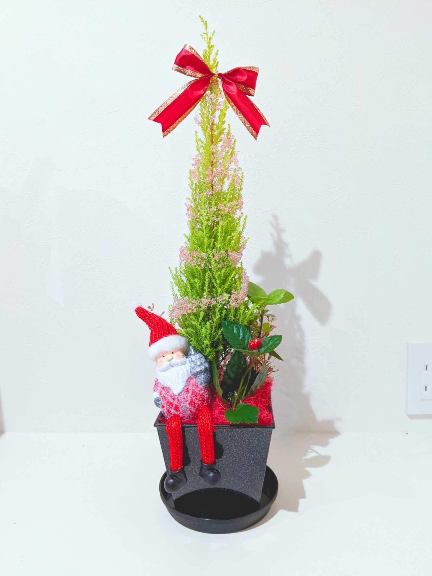 レポ 本物のクリスマスツリーって愛でる 贈れる ゴールドクレスト あれも これも 楽天ブログ