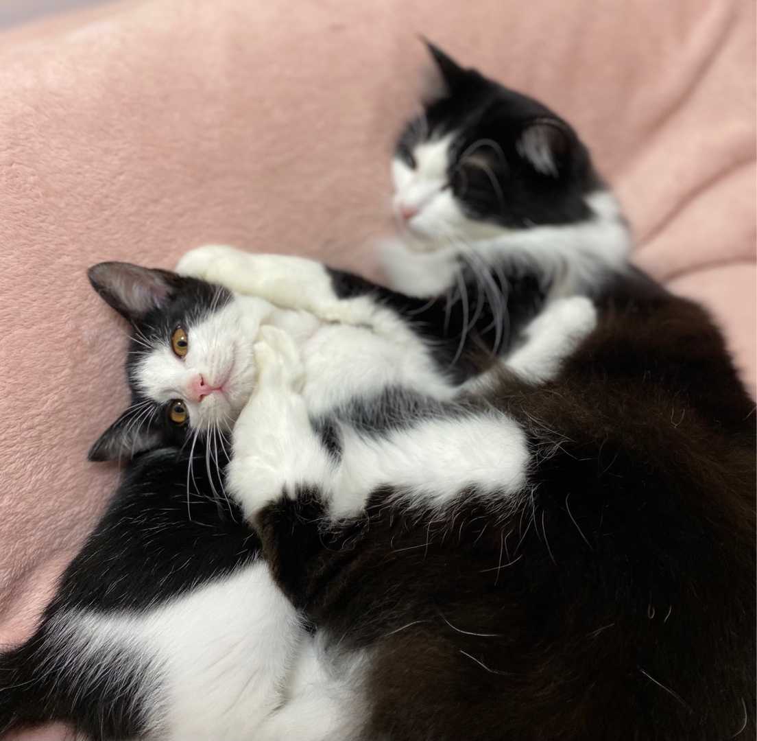 早く寝ますよ しろねこのさんぽ 楽天ブログ