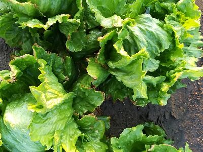 レタスの葉枯れは水不足 苗の状況と 青い蛙の菜園日記 楽天ブログ