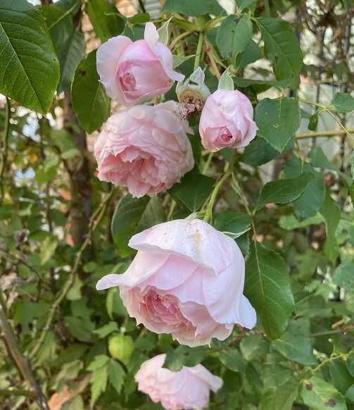 ザ・ウエッジウッドローズとウエッジウッドの小物 | スロー