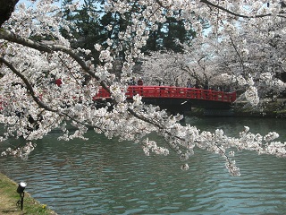 弘前花見2017-2.JPG