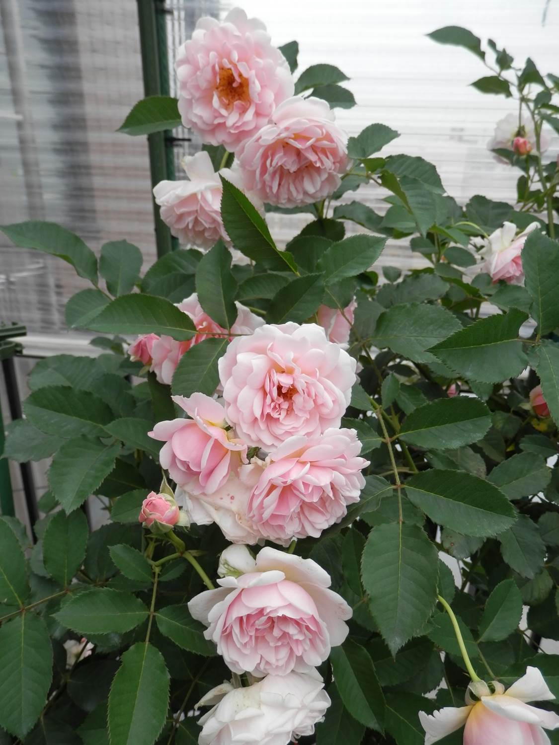 フェリシア 2番花たくさん咲いています 東京のど真ん中でバラ生活 楽天ブログ
