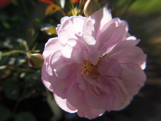 5.22レイニーブルーb - コピー.JPG