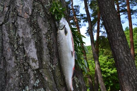 お魚.jpg