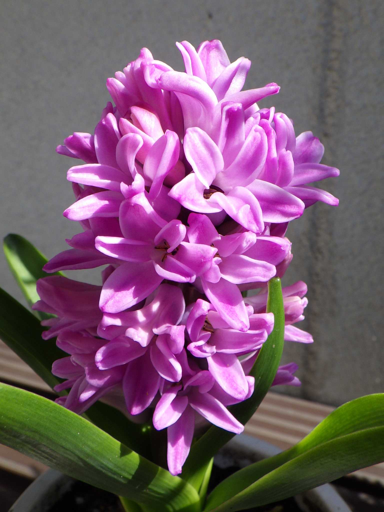 鉢に浅植えしたヒヤシンスが綺麗に咲きました! ……紫ってどんな 鉢に浅植えしたヒヤシンスが綺麗に咲きました! ……紫ってどんな