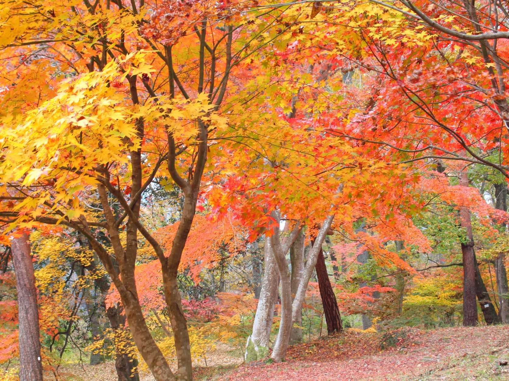 【長瀞紅葉まつり2021】 | 花のおもてなし長生館スタッフのブログ - 楽天ブログ