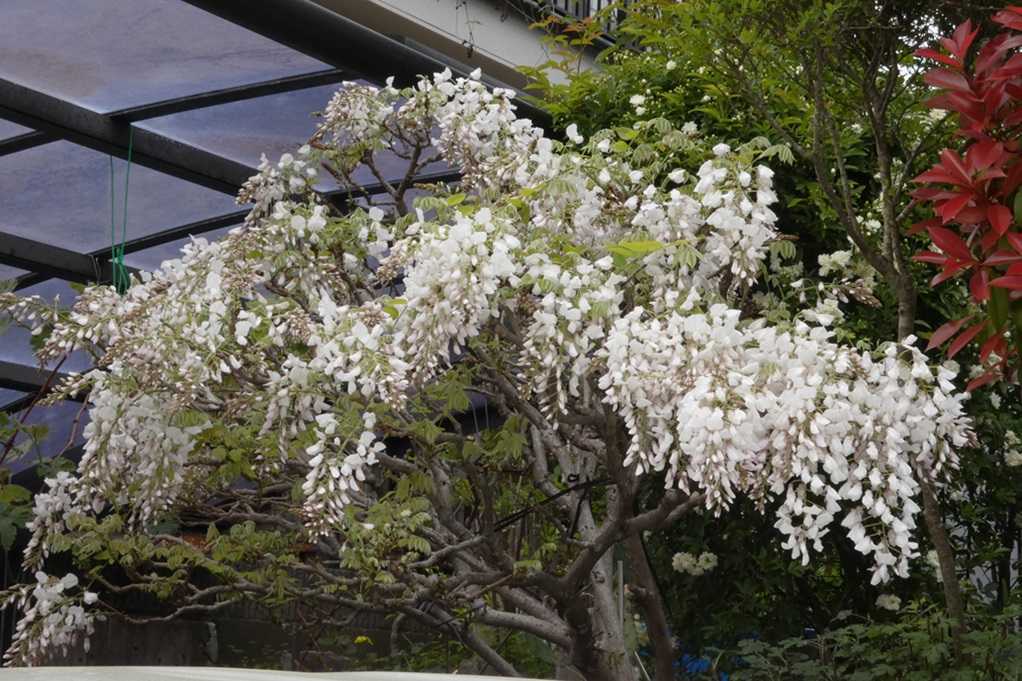 515