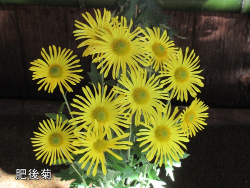 肥後菊花壇