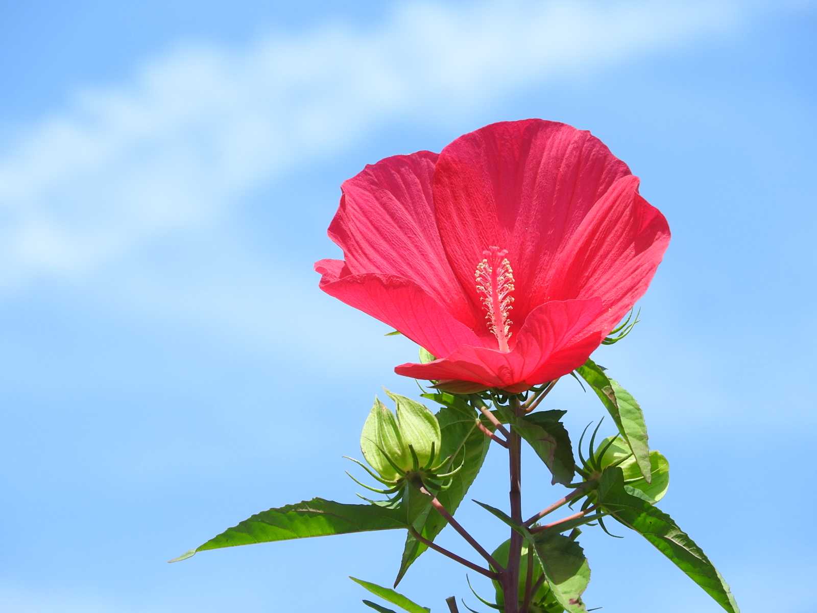 アメリカフヨウ 赤い花 大きな花 ハイビスカスに似た花 無料写真 Bevepop フリー 写真素材 楽天ブログ