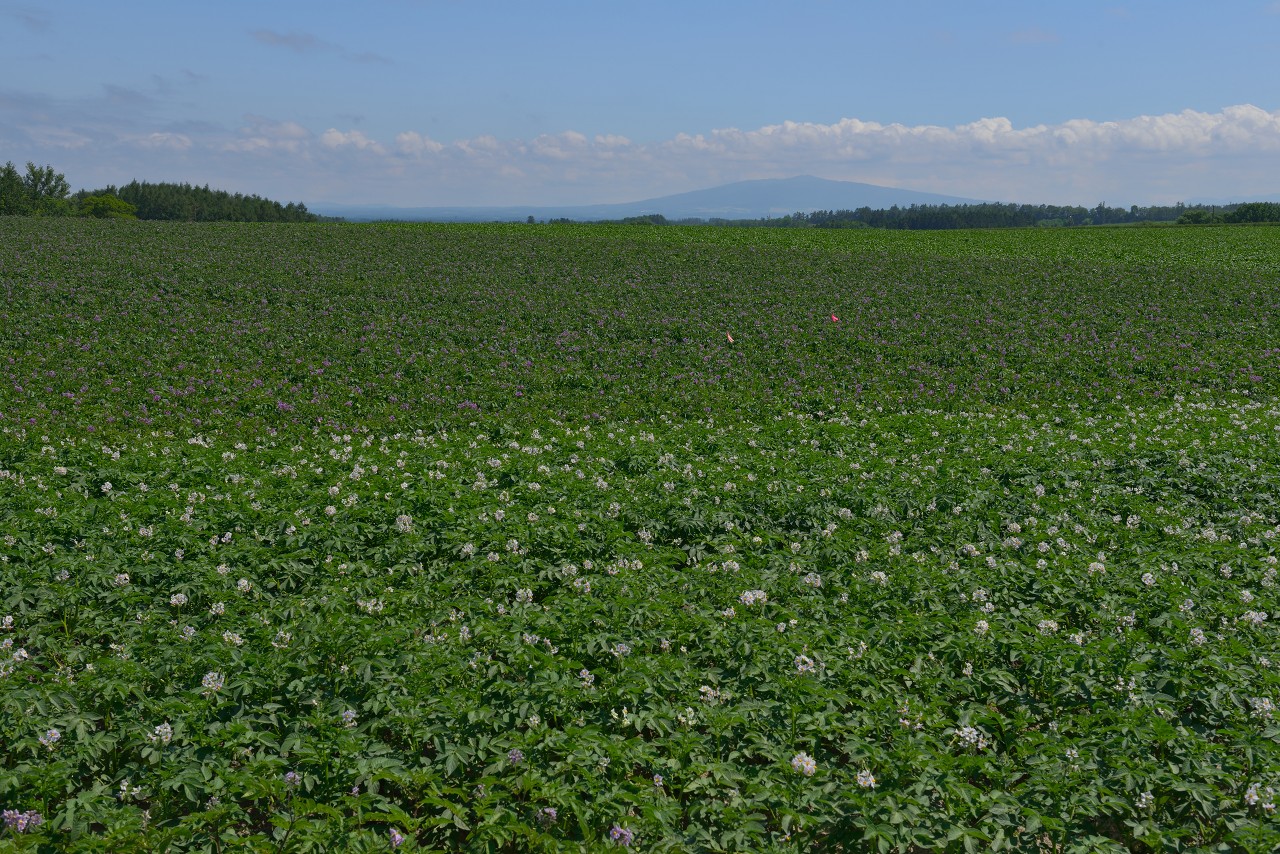 オホーツク 感動の径 ジャガイモの花 網走市 H260705撮影