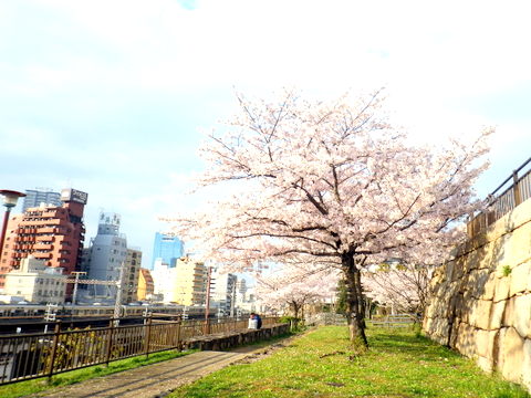 花隈城跡の桜