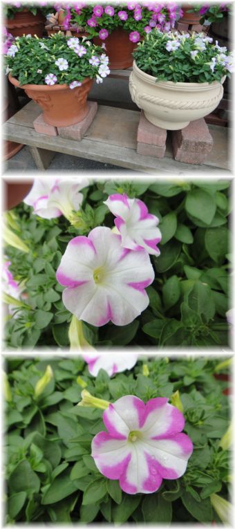 ペチュニア「ララン・ステラ☆ピンク」