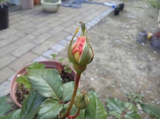 rblog-20140521062856-03.jpg