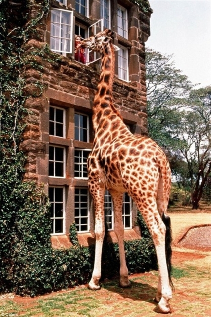 giraffe-manor-window_R-426x640.jpg