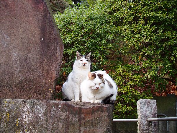 護国寺の猫と雑司ヶ谷霊園の猫 Tinta Verde 楽天ブログ