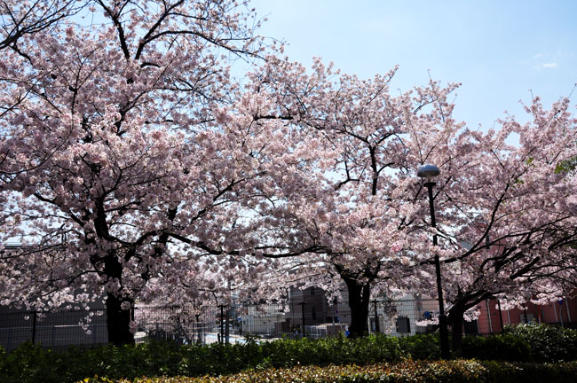桜３