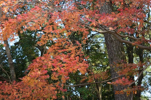 DSC_0194.JPG