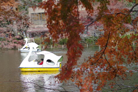 井の頭恩賜公園の紅葉