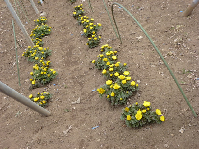 福寿草 フクジュソウ パンジー４種類 世界らん展の続き 写真あり 私の好きな花 楽天ブログ