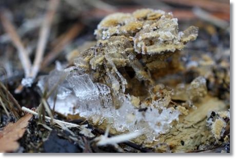 大野湊緑地公園-20 霜柱-1 15.1.21