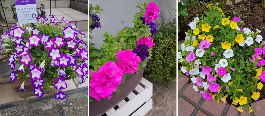 二子玉川 花紀行 ペチュニア ｈｏ ｌａ 二子玉川 地区 楽天ブログ