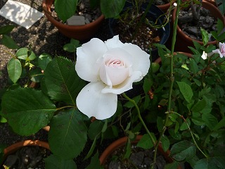 P1020362ss.jpg
