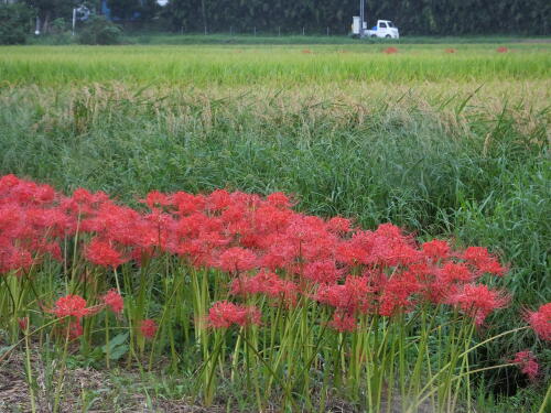 小出川の彼岸花