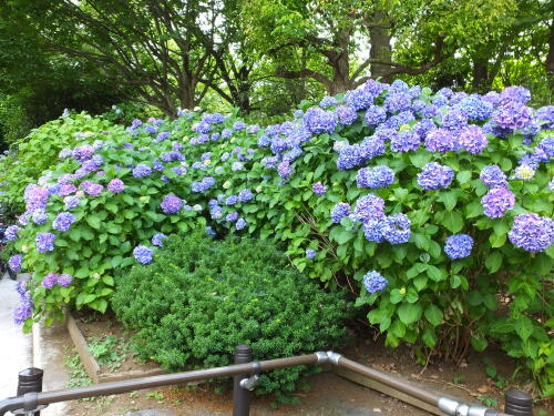 多摩川台公園にて