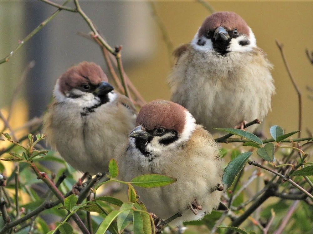 庭でスズメとメジロ 西洋桜草が開花 シクラメン購入 投稿写真の大きさについて 大分金太郎の花鳥蝶月 楽天ブログ