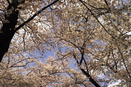 4桜.JPG