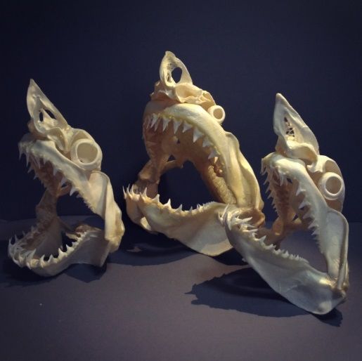 ホホジロザメとその仲間たちの頭骨 | ☆ヨッキーのサメ好きブログ