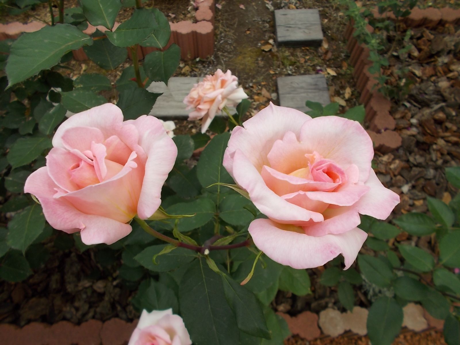 2ページ目の バラ 品種紹介 バラを咲かせることが好き 楽天ブログ