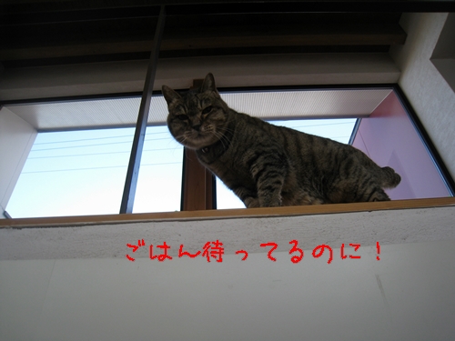 さくら.JPG